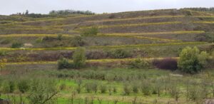 Terrassierte Weinberge im Herbst.