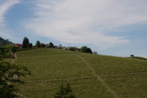 Weinberg mit Häusern im Hintergrund
