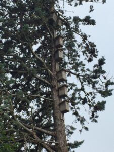 Baum mit vielen Vogelhäuschen.