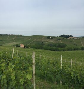 Grüne Weinberge und Hügellandschaft.