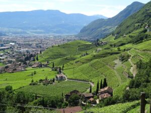 Grüne Weinberge und Stadt im Tal.