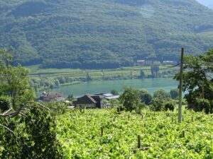 Weinberg vor See und Bergen.