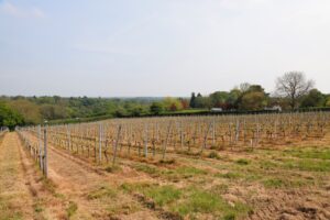 Weinberg mit jungen Reben und Bäumen im Hintergrund.