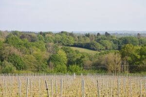 Junger Weinberg vor üppigem Waldpanorama.