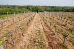 Frühlingsblick auf junge Weinreben in ländlicher Landschaft.