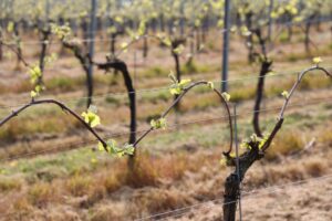 Frühling in einem Weinberg mit jungen Trieben.