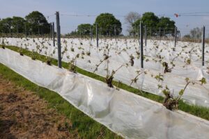 Weinreben unter Schutzfolie in landwirtschaftlichem Feld.