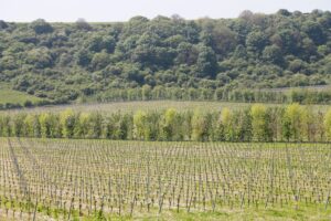 Junger Weinberg vor bewaldetem Hügel