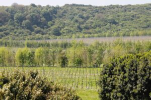 Grüne Landschaft mit Wald und Obstgarten.