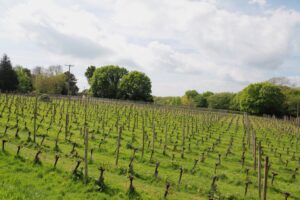Grüner Weinberg mit blauem Himmel und Bäumen.