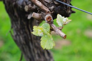 Weinrebe im Frühling treibt neue Blätter aus.