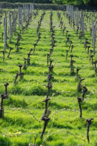 Weinreben in frühlingshaftem Weinberg mit Gras.